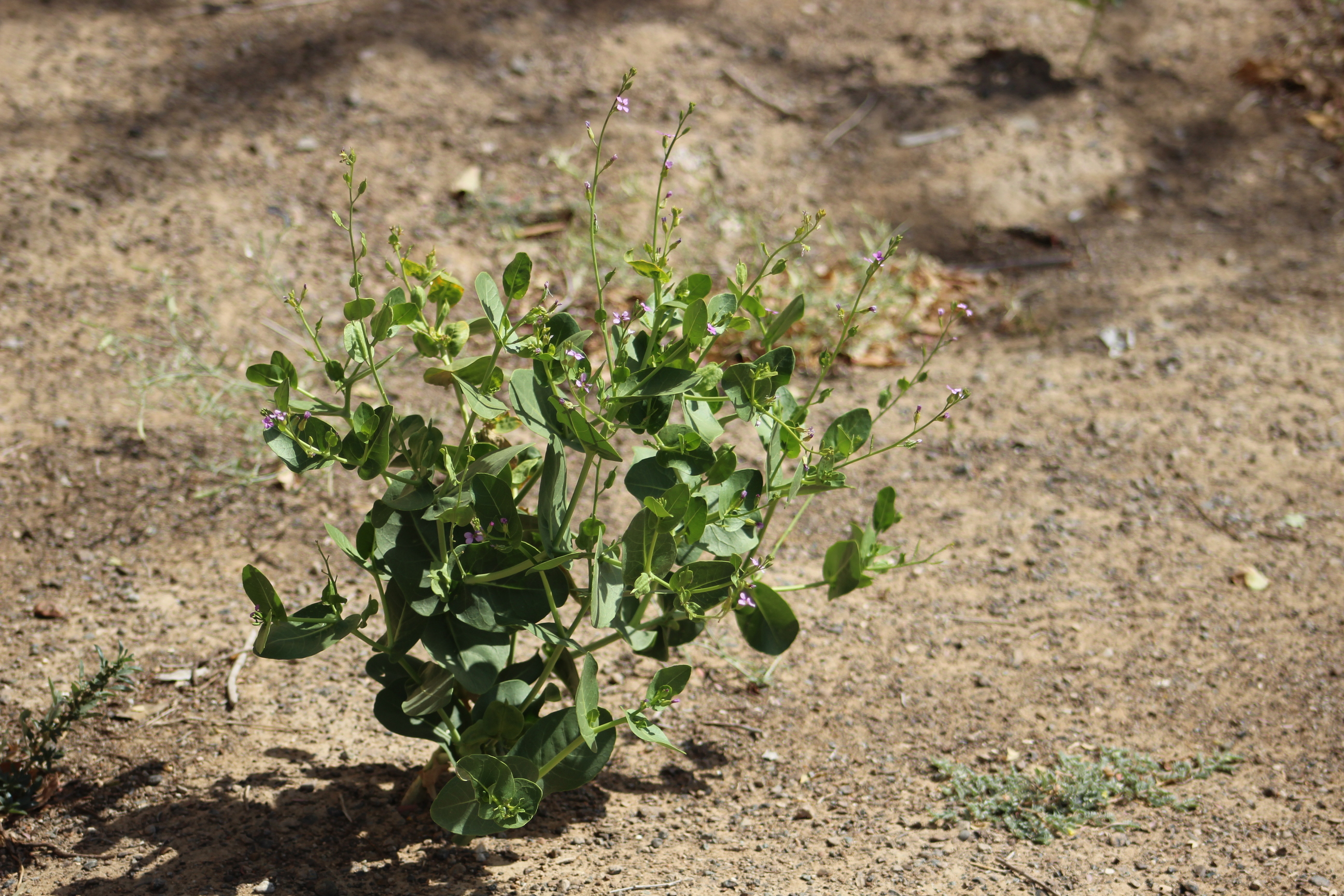 Plant Image